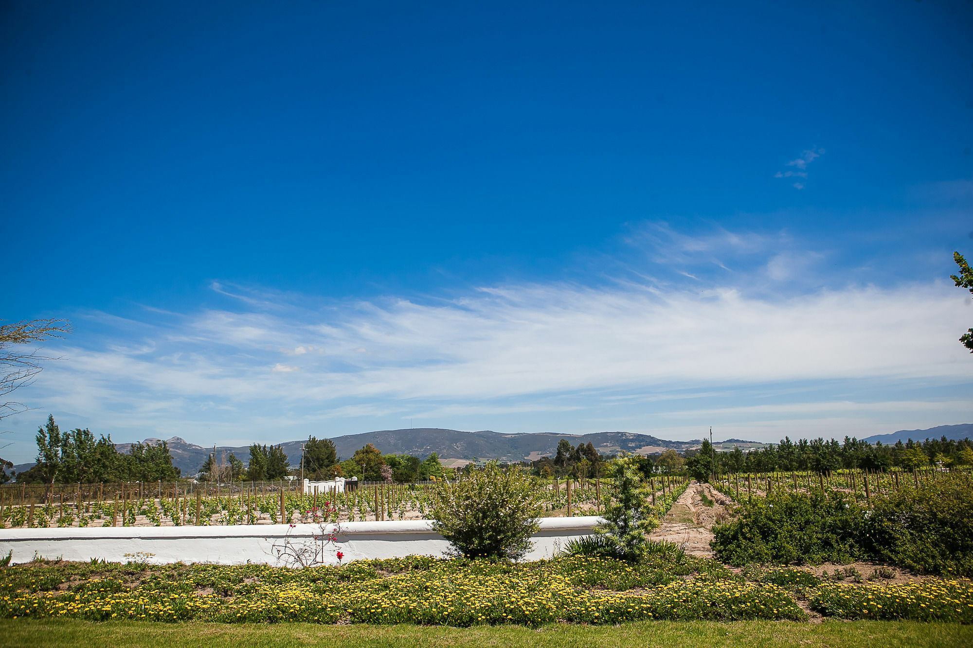 1692 De Kleijne Bos Country House Paarl Eksteriør billede