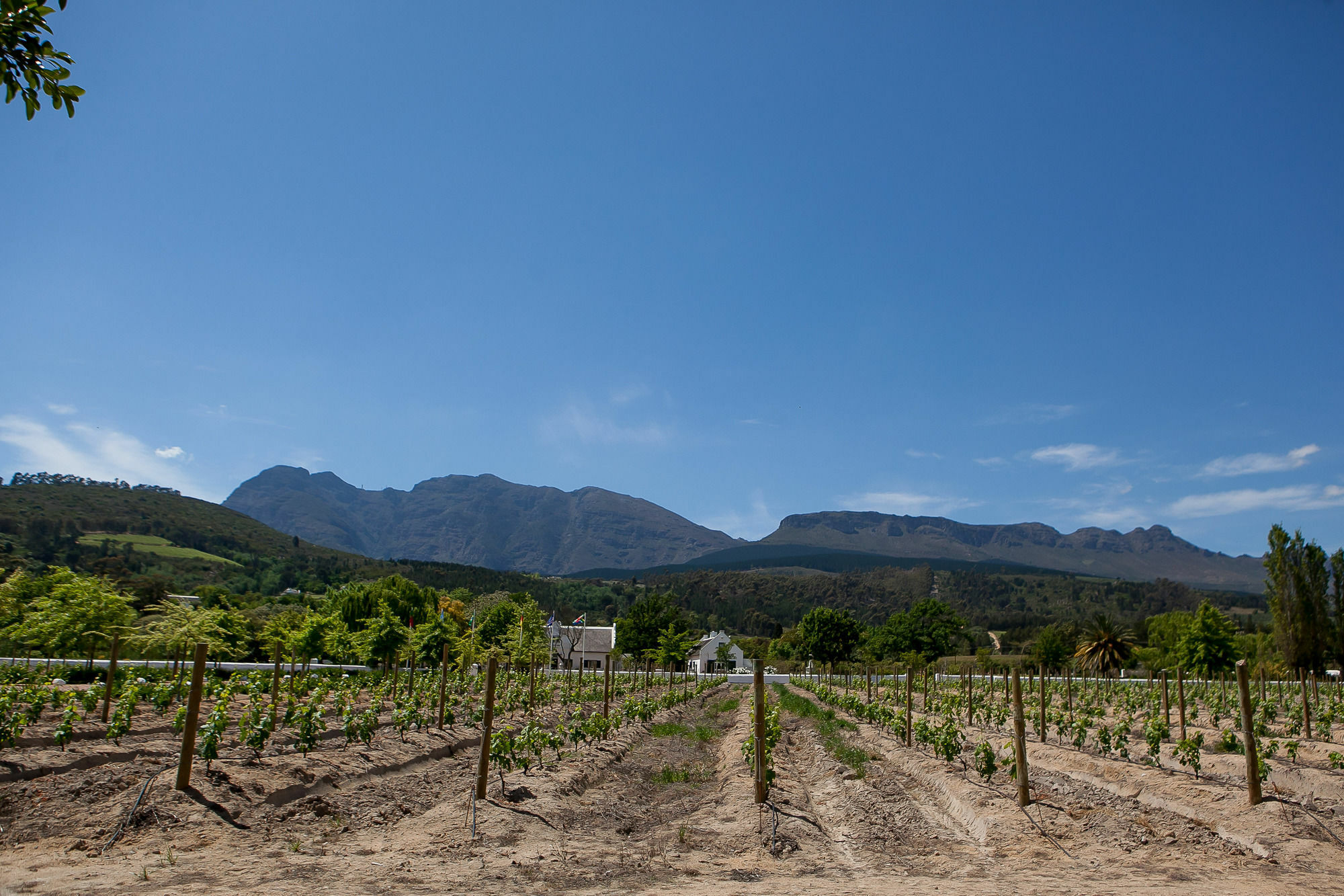 1692 De Kleijne Bos Country House Paarl Eksteriør billede